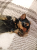 Additional photos: Yorkie baby face puppies