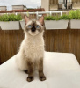 Photo №3. Siamese cat. Germany