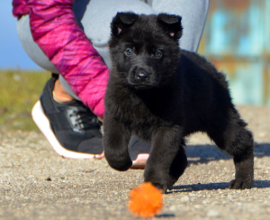 Photo №1. german shepherd - for sale in the city of Mariupol | 464$ | Announcement № 4605