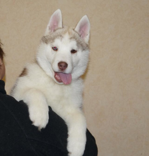 Photo №3. Selling beautiful puppies Siberian Husky. Russian Federation