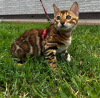 Photo №4. I will sell bengal cat in the city of Munich. private announcement, breeder - price - Is free