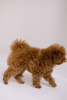 Photo №2 to announcement № 44595 for the sale of poodle (toy) - buy in Czech Republic breeder