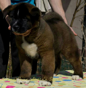 Additional photos: Monobreed American Akita breed of dogs offers amazing puppies of show class