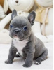 Photo №1. french bulldog - for sale in the city of Dusseldorf | negotiated | Announcement № 64569