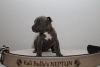 Additional photos: American Bully XL