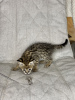 Additional photos: Savannah f1 cat