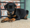 Photo №1. dobermann - for sale in the city of Zürich | negotiated | Announcement № 117264