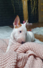 Photo №3. Miniature Bull Terrier (FCI). Poland