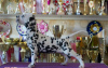 Photo №1. dalmatian dog - for sale in the city of Kiev | 1081$ | Announcement № 9029