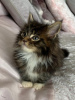 Photo №1. maine coon - for sale in the city of Viersen | 370$ | Announcement № 66304