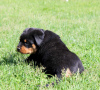 Photo №2 to announcement № 51860 for the sale of rottweiler - buy in Belarus from nursery