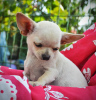 Photo №4. I will sell chihuahua in the city of Krivoy Rog. from nursery - price - 467$