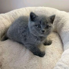 Photo №1. british shorthair - for sale in the city of Helsinki | 423$ | Announcement № 123178