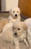 Additional photos: Healthy Golden Retriever puppies for Adoption