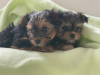 Photo №2 to announcement № 99171 for the sale of yorkshire terrier - buy in Austria private announcement