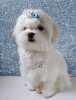 Photo №2 to announcement № 17886 for the sale of maltese dog - buy in Ukraine from nursery