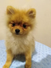 Photo №4. I will sell pomeranian in the city of New York. private announcement - price - negotiated