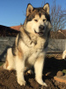 Additional photos: Alaskan Malamute puppies