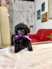 Photo №2 to announcement № 84473 for the sale of poodle (toy) - buy in Serbia 