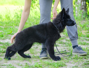 Photo №1. german shepherd - for sale in the city of Samara | Is free | Announcement № 2644