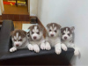 Photo №1. siberian husky - for sale in the city of Virginia Beach | 500$ | Announcement № 63490