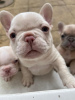 Photo №1. french bulldog - for sale in the city of Montreal | 1000$ | Announcement № 66218