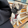 Photo №3. Healthy cute Pug puppies puppies available now for sale. Australia