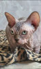 Photo №2 to announcement № 115366 for the sale of sphynx-katze - buy in Russian Federation private announcement, breeder