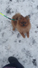 Photo №4. I will sell pomeranian in the city of Москва. private announcement - price - negotiated