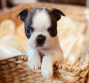 Photo №3. Boston Terrier, puppies for sale. Sweden