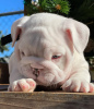 Photo №2 to announcement № 36284 for the sale of english bulldog - buy in United States 