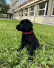 Photo №1. labrador retriever - for sale in the city of Santa Cruz de la Sierra | negotiated | Announcement № 118927