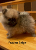 Photo №2 to announcement № 52405 for the sale of pomeranian - buy in Germany private announcement, breeder