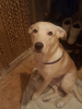 Additional photos: Puppy 9 months old, Labrador mix, looking for a new reliable family!