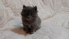 Photo №3. Kurilian Bobtail kittens for sale. Russian Federation