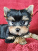 Photo №1. yorkshire terrier - for sale in the city of Kauniainen | 350$ | Announcement № 71154