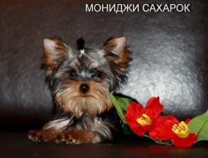 Photo №1. yorkshire terrier - for sale in the city of Yekaterinburg | 500$ | Announcement № 1421