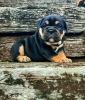 Photo №3. English Bulldog puppies for sale. Serbia