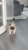 Additional photos: Silver-fawn pug puppies