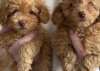 Photo №1. poodle (toy) - for sale in the city of Амстердам | 211$ | Announcement № 68857