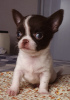 Photo №2 to announcement № 10383 for the sale of chihuahua - buy in Russian Federation from nursery, breeder