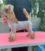 Additional photos: Chinese crested puppies