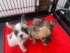 Photo №1. french bulldog - for sale in the city of Haren | Is free | Announcement № 80368