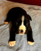 Photo №2 to announcement № 94224 for the sale of american staffordshire terrier - buy in Serbia 