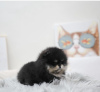 Photo №4. I will sell pomeranian in the city of New York. from nursery - price - 500$