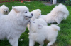 Additional photos: SAMOYED puppy male (FCI) born on June 7, 2024