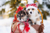 Photo №3. Pembroke welsh corgi puppy. Russian Federation