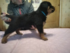 Photo №4. I will sell rottweiler in the city of Новая Каховка. private announcement - price - 243$