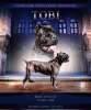 Photo №1. cane corso - for sale in the city of Москва | Is free | Announcement № 20346