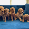 Photo №2 to announcement № 123836 for the sale of labradoodle - buy in Finland private announcement, breeder